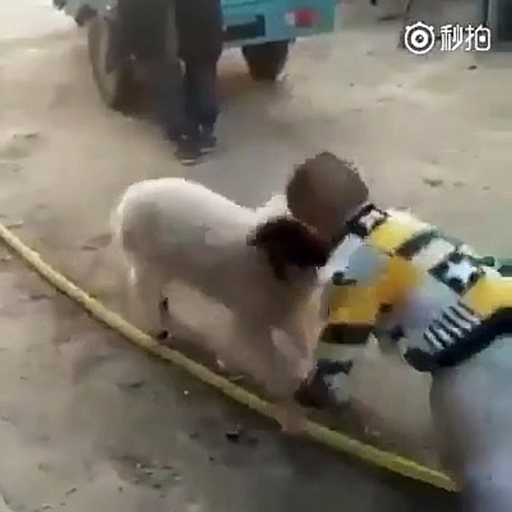Çocuğa toslayan küçük keçi