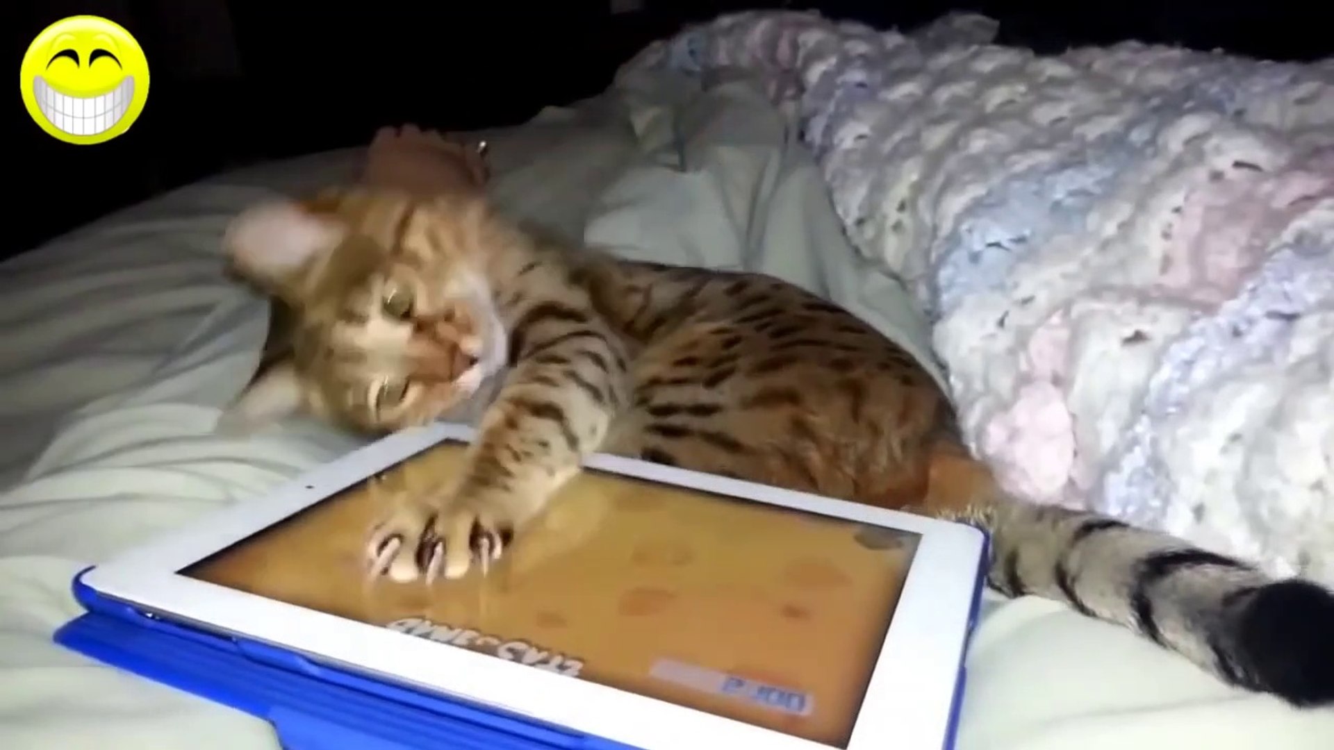 videos graciosos - de risa gatos chistosos jugando con el Ipad - Vídeo