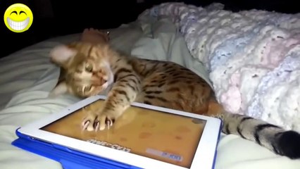 videos graciosos  - videos de risa de gatos chistosos jugando con el Ipad