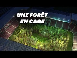 Cet artiste a créé une forêt de 300 arbres... dans un stade de foot