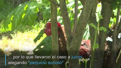 ¡Quiquiriquí! El gallo Maurice que ganó juicio para poder seguir cantando