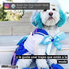 Télécharger la video: Con sus orejas teñidas de azul, disfrurta pasar tiempo junto a sus dueños como ir a hacer ejercicio en el gimnasio y viajar