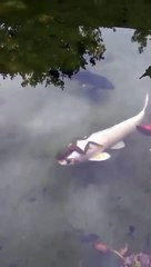 Une grenouille sur le dos d'un poisson