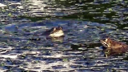 RANAS