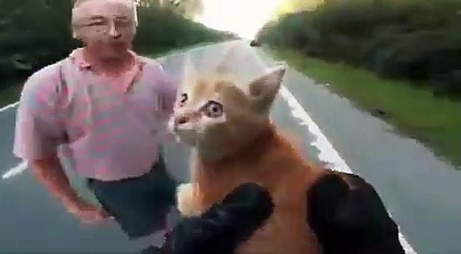 Un motard à la rescousse d'un chaton au milieu d'une autoroute