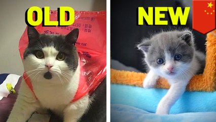 China's first copy-cat