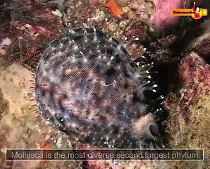 There Are A Lot of Benefits of Videos in Education