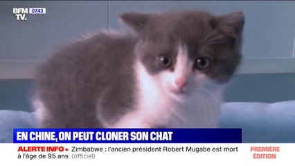 La Chine clone un chat pour la première fois, et songe aux pandas