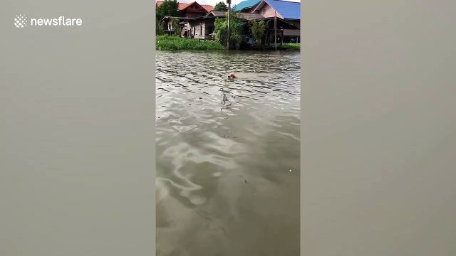 Community-minded pet dog paddles through canal to pick up rubbish in Thailand