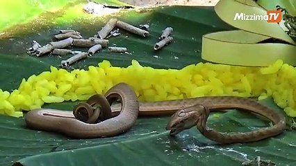 ဦးေခါင္းႏွစ္လံုးပါ ရွားပါး ေျမြတစ္ေကာင္ကို အင္ဒိုနီးရွားမွာ ေတြ႕ရွိ