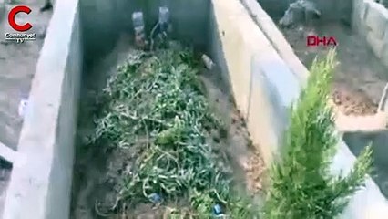 Öldürdüğü kuzeninin mezarı başında helallik istedi