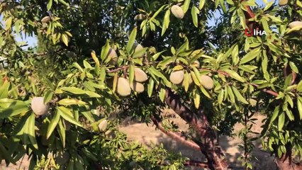 Aksaray’da çekilen yeraltı su kaynakları ağaçların kurumasını neden oluyor
