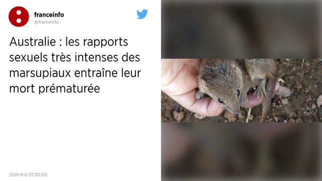 Australie : Les rapports sexuels trop intenses de petits marsupiaux causent leur mort prématurée