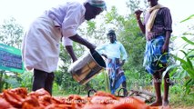 QUAIL FRY - ANGRY BIRDS FRY - Villagers Cooking Kaadai Fry Street Food Recipe - Village Food Recipe