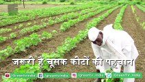 Kisan जो करते है Kapas की Kheti, जाने फसल में चूसक कीट लगने पर क्या करें | Cotton farming