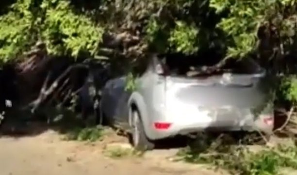 Cagliari - Albero crolla su auto: paura per madre e figlio (06.09.19)