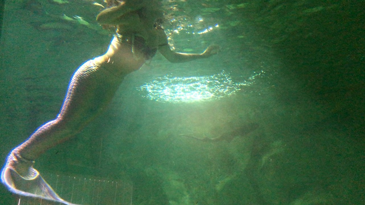 Vannes. Une sirène dans les bassins de l’aquarium