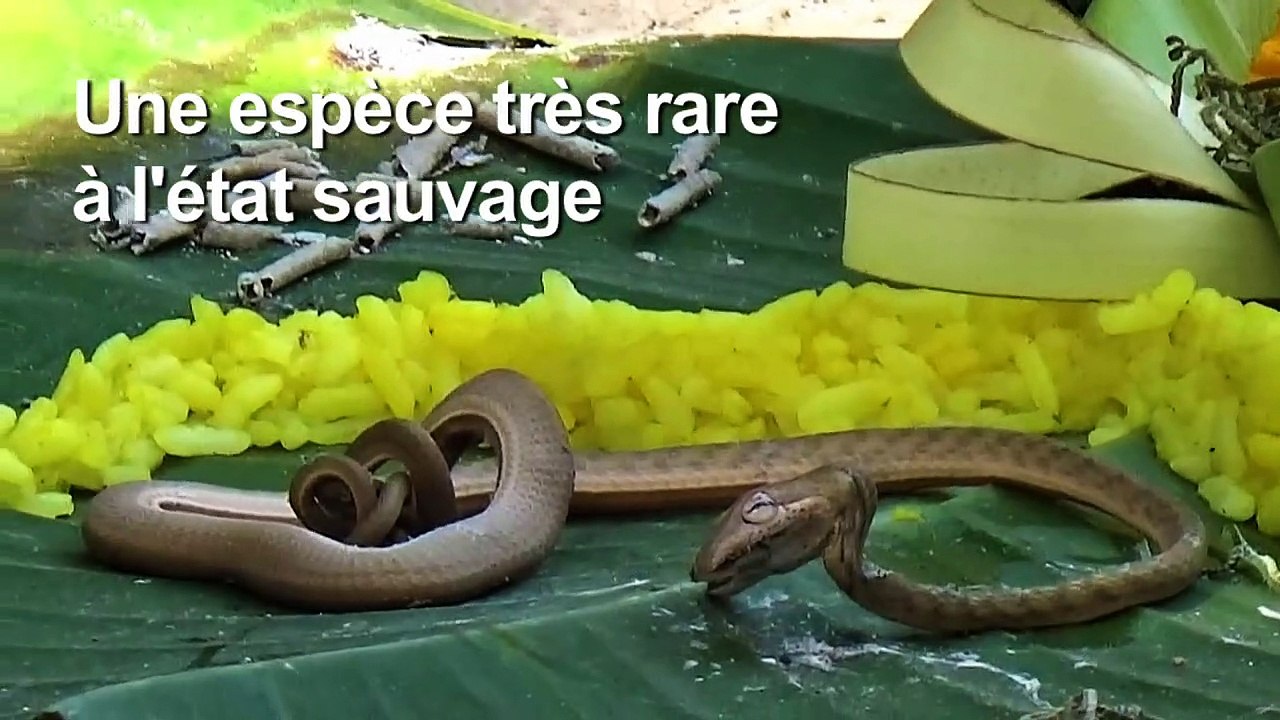 Un serpent à deux têtes découvert à Bali