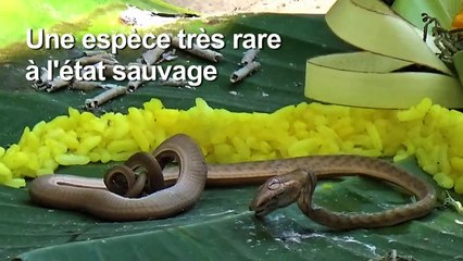Un serpent à deux têtes découvert à Bali