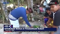 Indonésie: Les habitants d'un village de Bali ont découvert un serpent à deux têtes, très rare à l'état sauvage - VIDEO