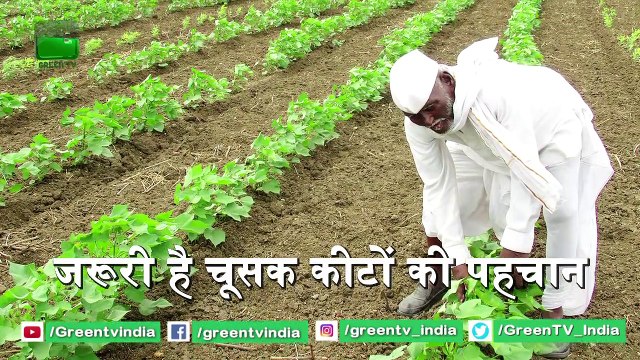 Kisan जो करते है Kapas की Kheti, जाने फसल में चूसक कीट लगने पर क्या करें | Cotton farming | Kapas Farming