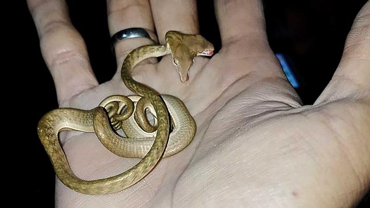 Indonésie : un serpent à deux têtes découvert à Bali