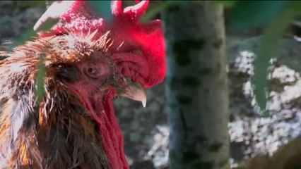 El gallo Maurice gana el juicio y podrá seguir cantando