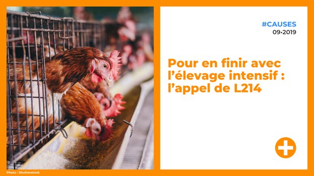 Pour en finir avec l’élevage intensif : l’appel de L214