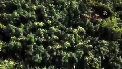 Kiraz'da uyuşturucu operasyonu - İZMİR