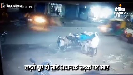 दो सांड ने ऑटो को मारी टक्कर, 6 यात्री घायल