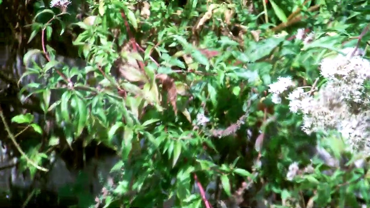 Jeunes ombres arctiques du mois de mai 2019 qui ont bien grandi - Septembre 2019