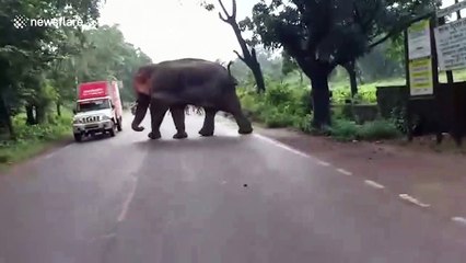 Driver escapes injury after elephant topples over van in eastern India