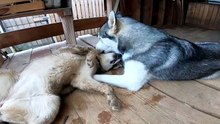 This is the coolest French kiss I&apos;ve ever seen. Huskies show master class.