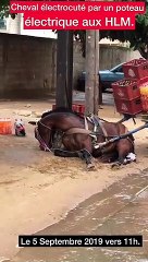 Les images terrifiantes d'un cheval électrocuté