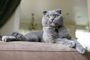¿Cómo elegir el nombre de tu gato?