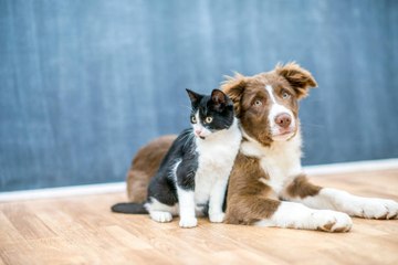 ¿Qué hacer para que el perro y el gato se lleven bien?
