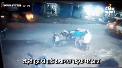 लड़ते हुए दो सांड ने ऑटो को टक्कर मारी, सड़क पर पलटा; 6 यात्रियों को चोटें आईं