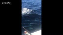 Fishermen off Australia's coast encounter group of whales
