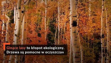 FLESZ: Polskie lasy zagrożone. Zniknie 75 procent drzew