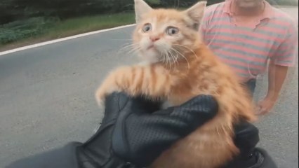 Kediyi önce ezilmekten kurtardı, sonra yuva buldu