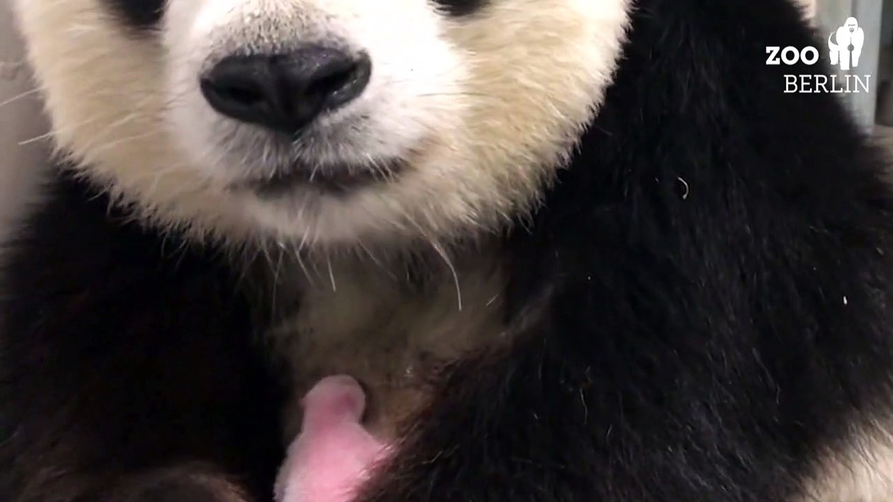 Panda-mama meng meng kuschelt mit ihrem nachwuchs