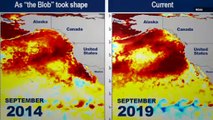 Scientists Worry That Another “Warm Blob” Could Have a Big Impact on the Pacific Ocean But What Exactly Is It?