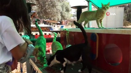 İkinci el kitap satarak, sokak hayvanlarına mama aldılar