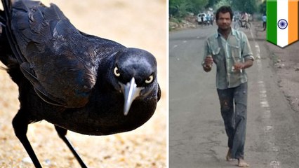 Crows with thirst for revenge attack Indian man every day