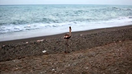 Sahilde görülen flamingo ilgi odağı oldu