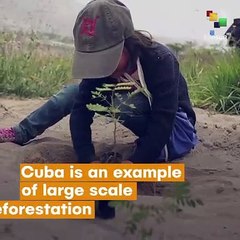 Cuba Increases Forested Areas