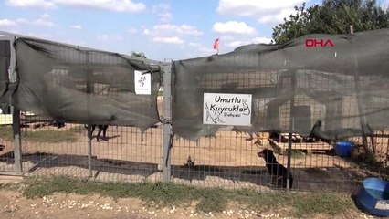 Tekirdağ boğazı kesilip, yola atılan köpek ameliyat edildi
