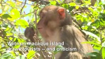 Monkey business: Vietnam macaque island draws tourists, and criticism