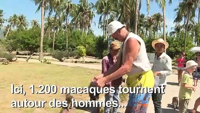 L'Ile aux singes amuse les touristes mais pas les macaques