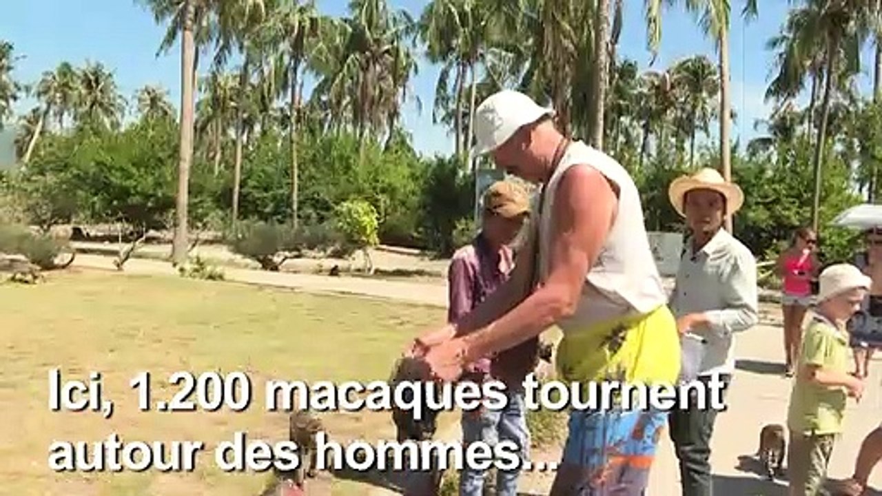 L'Ile aux singes amuse les touristes mais pas les macaques